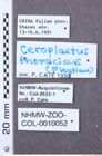 Etiketten zu Heteroderes sordidus (NHMW-ZOO-COL-0010052)